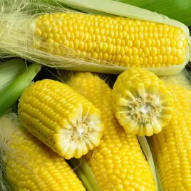 kukurydza-nasiona-kukurydzy-cukrowa-oryginalne-slodka-smaczna-20g