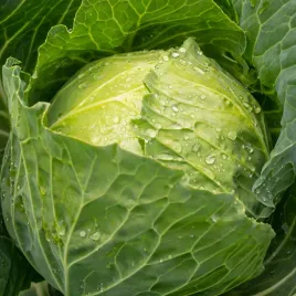 kapusta-nasiona-kapusty-glowiasta-biala-kamienna-glowa-pozna-do-kiszenia-2g