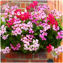 pelargonia-zwisajaca-speedy-mix-bluszczolistna-nasiona-pelargonii-10szt