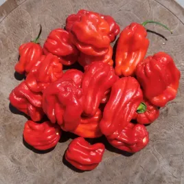papryka-habanero-red-nasiona-bardzo-ostra-plenna-do-marynaty-capsicum-1g