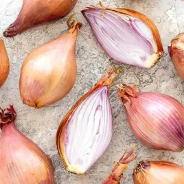 cebula-cebulka-szalotka-nasiona-cebuli-szalotki-plenna-lekko-ostra-20szt