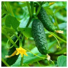 ogorek-sremski-f1-gruntowy-nasiona-ogorka-wczesny-zielony-odporny-plenny-5g