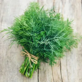 koper-nasiona-kopru-ogrodowy-krezus-wczesny-aromatyczny-do-kiszenia-5g