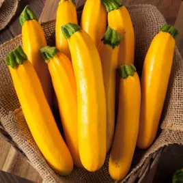 kabaczek-zloty-cepelin-plenny-odporny-na-macznika-smaczny-witaminy-5g