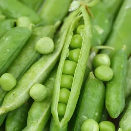 groch-siewny-luskowy-szesciotygodniowy-nasiona-wczesny-szybki-zbior-50g