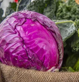kapusta-nasiona-kapusty-glowiasta-czerwona-mars-sredniowczesna-do-surowek