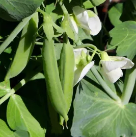 groszek-cukrowy-nasiona-grochu-groch-ambrosia-wczesny-groszku-plenny-50g