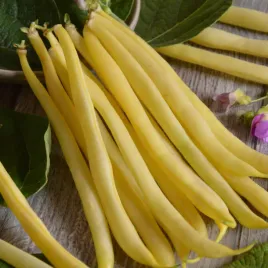 fasola-szparagowa-karlowa-zolta-berggold-wczesna-nasiona-fasoli-fasolki-50g