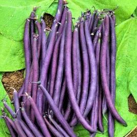 fasola-szparagowa-purple-teepee-karlowata-karlowa-nasiona-warzyw-fasoli-30g
