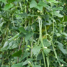 fasolnik-chinski-bezwlokniste-straki-smaczne-dlugie-plenny-fasola-chinska