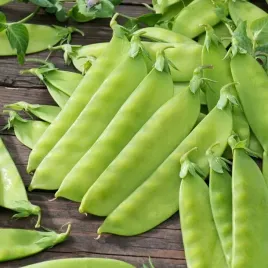 groszek-cukrowy-nasiona-grochu-groch-ambrosia-wczesny-groszku-plenny-50g