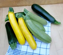 cukinia-mix-odmian-kolorow-cucurbita-nasiona-cukini-plenna-kwiaty-ozdobne
