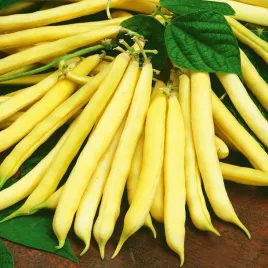 fasola-szparagowa-karlowa-nasiona-zolta-berggold-wczesna-fasoli-fasolki-50g