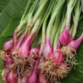 cebula-siedmiolatka-nasiona-cebuli-red-toga-mrozoodporna-rurkowate-liscie