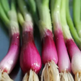 cebula-siedmiolatka-nasiona-cebuli-mrozoodporna-rurkowate-liscie-red-toga