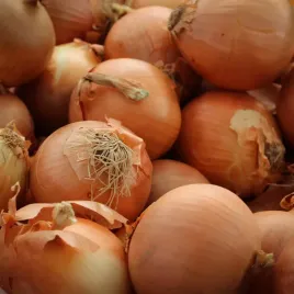 cebula-nasiona-cebuli-globo-pozna-bardzo-duze-cebule-gigant-lagodne-2g