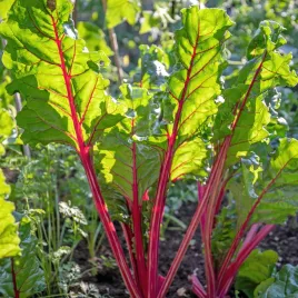 burak-lisciowy-nasiona-soczysty-rhubarb-chard-botwinka-do-salatki-zupy-5g
