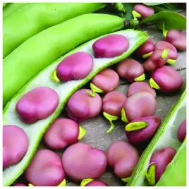 bob-karmazyn-vicia-faba-l-var-major-czerwony-plenny-smaczny-wczesny-30g