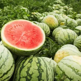 arbuz-mix-odmian-nasiona-arbuza-citrullus-pyszny-plenny-slodki-soczysty-1g