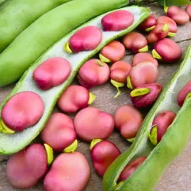 bob-karmazyn-nasiona-bobu-czerwonego-plenny-smaczny-wczesny-az-30g