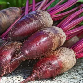 burak-cwiklowy-opolski-nasiona-buraka-buraki-podluzny-warzywo-plenny-10g