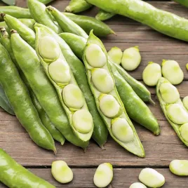 bob-windsor-nasiona-bobu-bialy-srednio-wczesny-bardzo-plenny-smaczny-50g