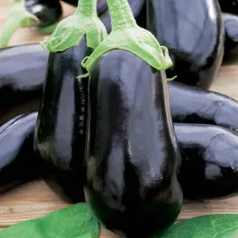 baklazan-black-beauty-nasiona-oberzyna-fioletowa-gruszka-milosci-1g