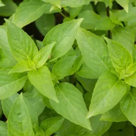 bazylia-cytrynowa-delikatny-aromat-do-ryb-salatek-ocimum-basilicum-05g