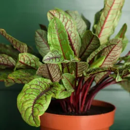 szczaw-krwisty-nasiona-bylina-ziola-smaczny-wieloletni-beta-karoten-02g