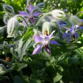 ogorecznik-jednoroczny-nasiona-ogorka-borago-officinalis-vit-c-mangan-2g