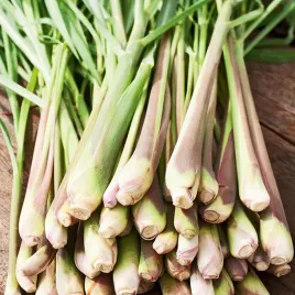 trawa-cytrynowa-lemongrass-nasiona-ziol-ziola-wlasciwosci-zdrowotne-01g