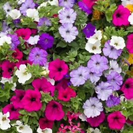 petunia-zwisajaca-mix-balkonowy-nasiona-mieszanka-petunii-taras-rabata-03g
