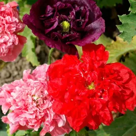 mak-letni-pelny-mix-kolorow-kwiaty-maku-nasiona-05g-mak-peoniowy