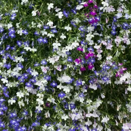 lobelia-zwisajaca-mix-nasiona-kwiatow-lobelii-mieszanka-na-rabaty-01g