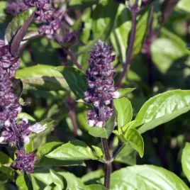 bazylia-cynamonowa-do-ciast-serow-kanapek-jednoroczna-nasiona-ocimum-05g