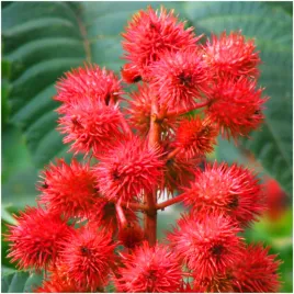 racznik-kasztanowiec-jednoroczny-ogrod-kwiatostany-ricinus-communis-8szt