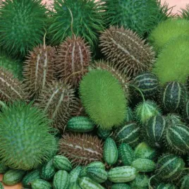 ogorek-ozdobny-cucumis-mix-kolce-egzotyczne-dlugie-pedy-na-taras-balkon