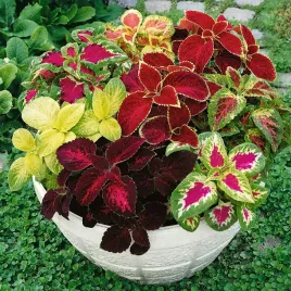 koleus-pokrzywka-rainbow-mixture-mieszanka-nasiona-kwiatow-ozdobnych-mix