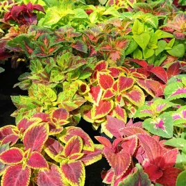 koleus-pokrzywka-nasiona-kwiatow-rainbow-mixture-mix-mieszanka-02g