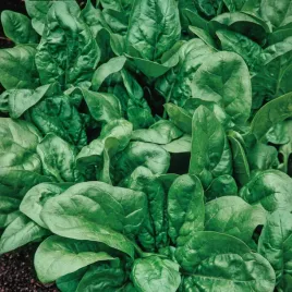 szpinak-matador-nasiona-szpinaku-ciemnozielonego-duze-liscie-do-salatek-5g