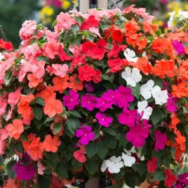 balsamina-niecierpek-waleriana-nasiona-kwiaty-kolorowe-mieszanka-mix-01g