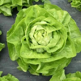 salata-maslowa-nasiona-krolowa-majowych-wczesna-jedrna-salaty-2g