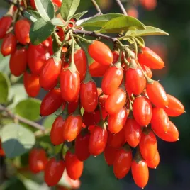 jagody-goji-nasiona-jagod-zyciodajne-owoce-antynowotworowe-mrozoodporne