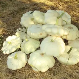 nasiona-dynia-zwyczajna-patison-disco-soczysta-witaminy-sole-zupy-ciasta-4g