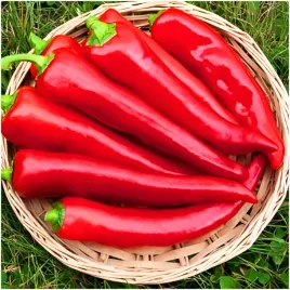 papryka-slodka-marconi-plenna-odporna-slodie-owoce-dluga-stozkowa-czerwona