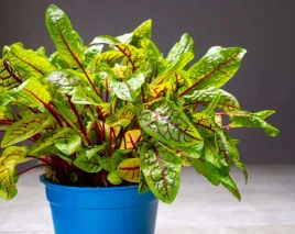 szczaw-krwisty-dekoracyjny-smaczny-wieloletni-beta-karoten-rumex-sanguineus