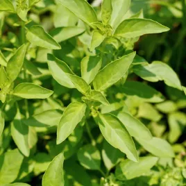 bazylia-cytrynowa-delikatny-aromat-do-ryb-salatek-ocimum-basilicum