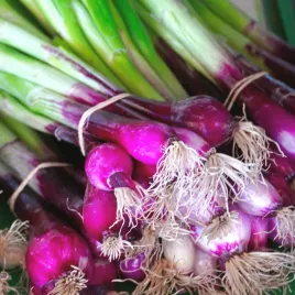 cebula-siedmiolatka-wieloletnia-mrozoodporna-rurkowate-liscie-red-toga