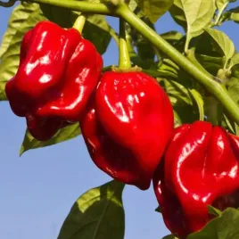 papryka-bardzo-ostra-plenna-do-marynaty-olejku-habanero-red-capsicum-1g