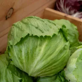 salata-krucha-lodowa-krolowa-lata-wczesna-nasiona-salaty-duze-liscie-1g